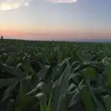 Montana Corn Maze photo