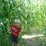 Montana Corn Maze photo