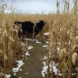 Montana Corn Maze photo