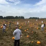 Berry Patch Farm photo