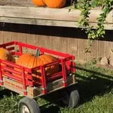 Berry Patch Farm photo