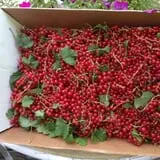 Berry Patch Farm photo
