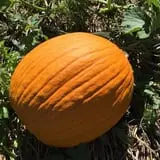 Berry Patch Farm photo