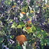 Berry Patch Farm photo