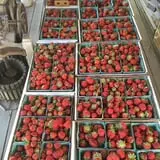 Berry Patch Farm photo