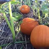 Berry Patch Farm photo