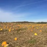 Berry Patch Farm photo