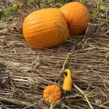 Berry Patch Farm photo