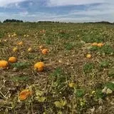 Berry Patch Farm photo