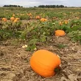 Berry Patch Farm photo