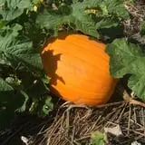 Berry Patch Farm photo