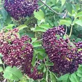 Berry Patch Farm photo