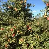 Berry Patch Farm photo
