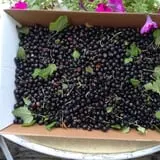 Berry Patch Farm photo