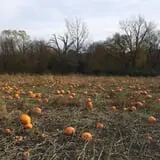 Berry Patch Farm photo