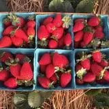 Berry Patch Farm photo