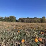 Berry Patch Farm photo