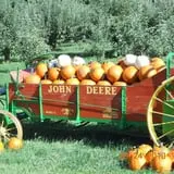 Berry Patch Farm photo