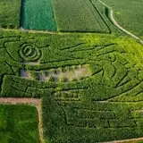 Dussel Farm Corn Maze photo