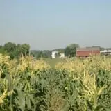 Dussel Farm Corn Maze photo