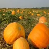 Dussel Farm Corn Maze photo