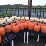Springdale Farms Corn Maze & Hayrides photo