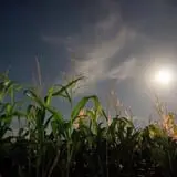 Springdale Farms Corn Maze & Hayrides photo