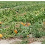 Springdale Farms Corn Maze & Hayrides photo