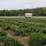 Springdale Farms Corn Maze & Hayrides photo