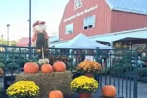 Springdale Farms Corn Maze & Hayrides