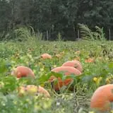 Wallkill View Farm photo
