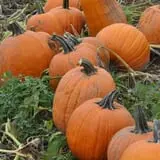 Wallkill View Farm photo