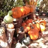 Hanehan Family Pumpkins Saratoga photo