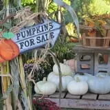 Hanehan Family Pumpkins Saratoga photo