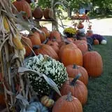 Hanehan Family Pumpkins Saratoga photo