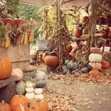Hanehan Family Pumpkins Saratoga photo