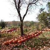 Hanehan Family Pumpkins Saratoga photo