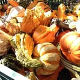 Hanehan Family Pumpkins Saratoga photo
