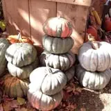 Hanehan Family Pumpkins Saratoga photo