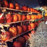 Hanehan Family Pumpkins Saratoga photo