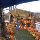 Hanehan Family Pumpkins Saratoga photo