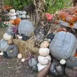 Hanehan Family Pumpkins Saratoga photo