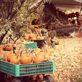 Hanehan Family Pumpkins Saratoga photo
