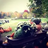 Hanehan Family Pumpkins Saratoga photo