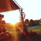 Hanehan Family Pumpkins Saratoga photo