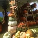Hanehan Family Pumpkins Saratoga photo