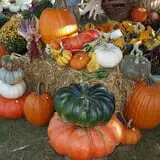 Hanehan Family Pumpkins Saratoga photo