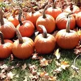 Hanehan Family Pumpkins Saratoga photo