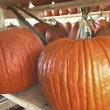 Hanehan Family Pumpkins Saratoga photo