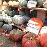 Hanehan Family Pumpkins Saratoga photo